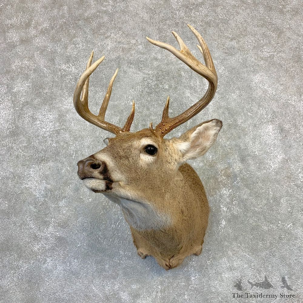 Whitetail Deer Shoulder Mount #21619 For Sale - The Taxidermy Store
