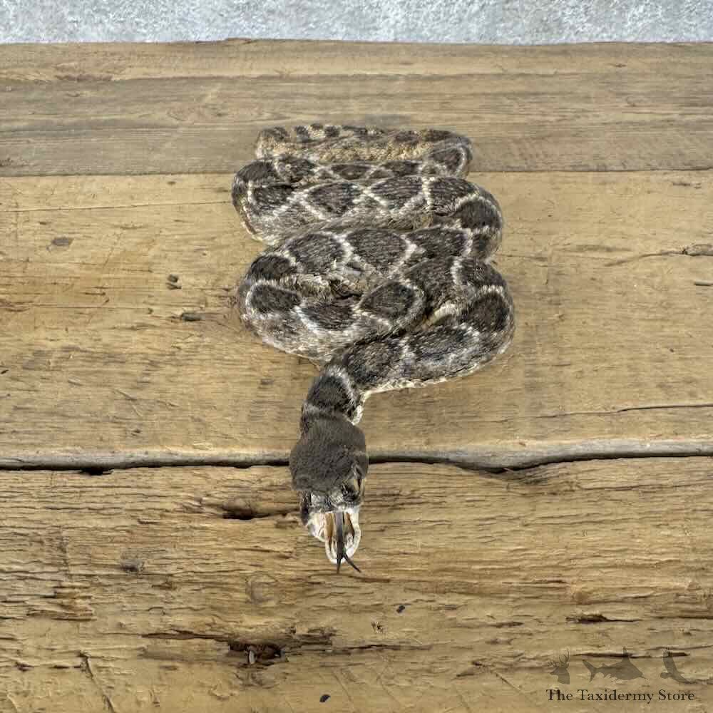 Western Diamondback Rattlesnake Mount For Sale #30316 @ The Taxidermy Store