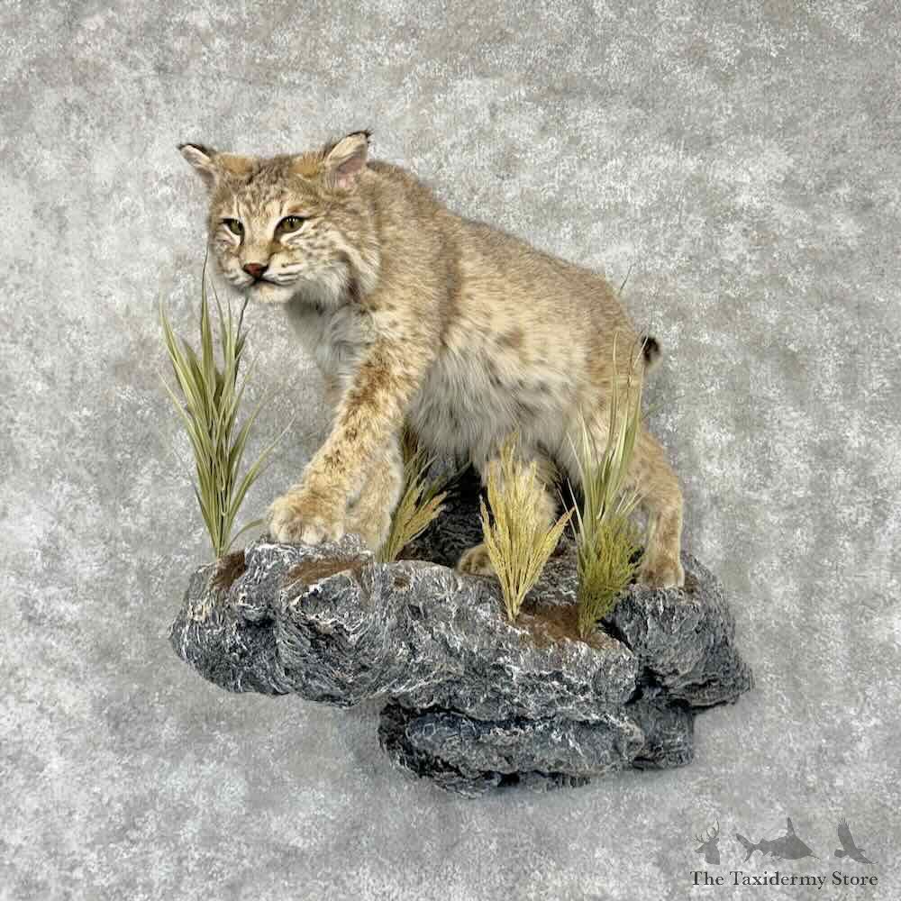 Bobcat Life-Size Mount For Sale #31657 @ The Taxidermy Store