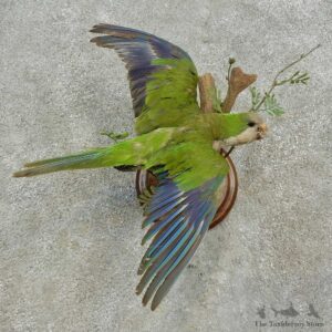 Monk Parakeet Bird Mount For Sale #16650 @ The Taxidermy Store