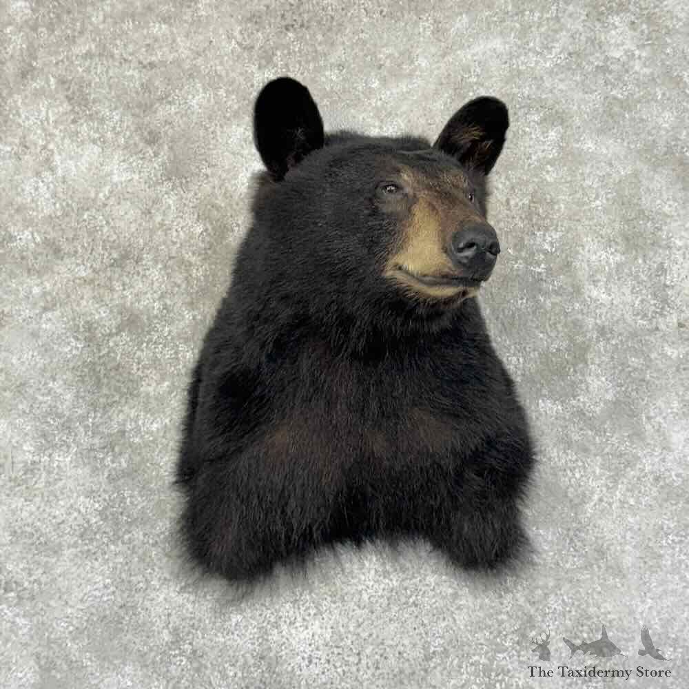 Black Bear Shoulder Mount For Sale #31202 @ The Taxidermy Store