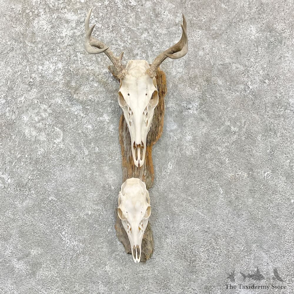 Whitetail Deer Skulls European Mount For Sale #27840 @ The Taxidermy Store