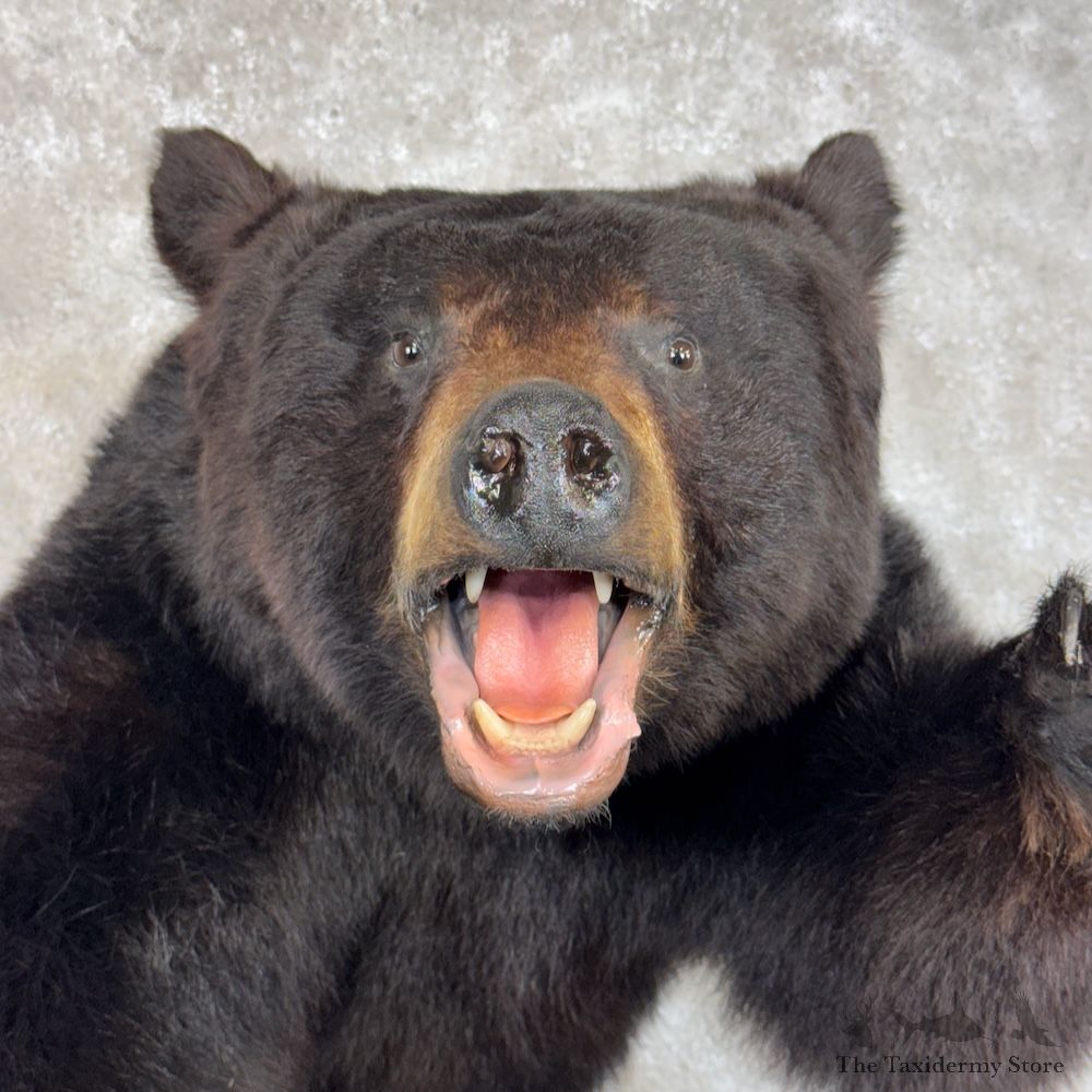 Black Bear 1/2 Life-Size Mount For Sale #29873 @ The Taxidermy Store
