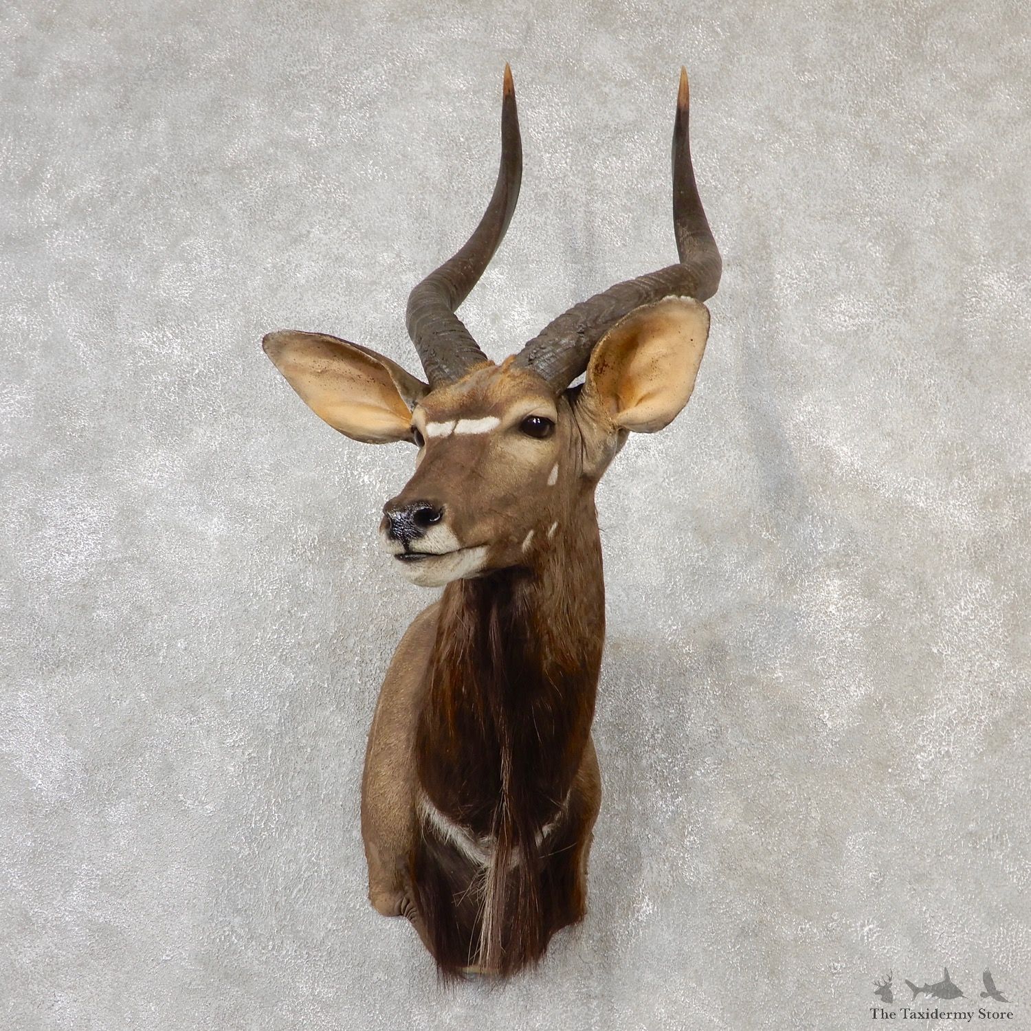 African Nyala Taxidermy Shoulder Mount #19090 For Sale @ The Taxidermy Store