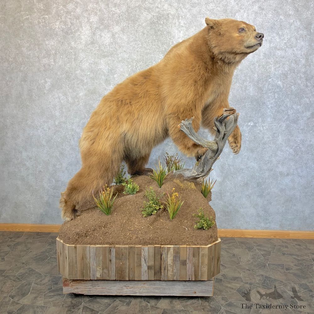 Cinnamon Phase Black Bear Life-Size Mount For Sale #23941 @ The Taxidermy Store