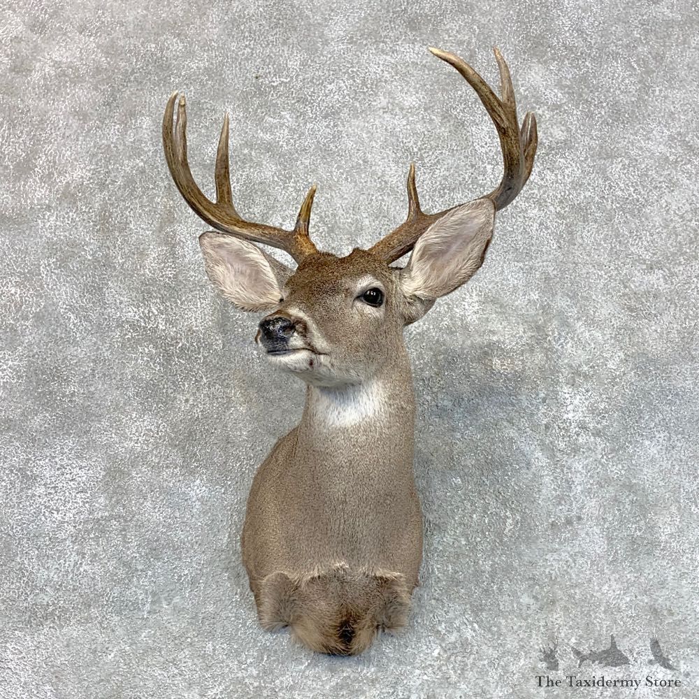 Texas Whitetail Deer Shoulder Mount For Sale #22801 @ The Taxidermy Store