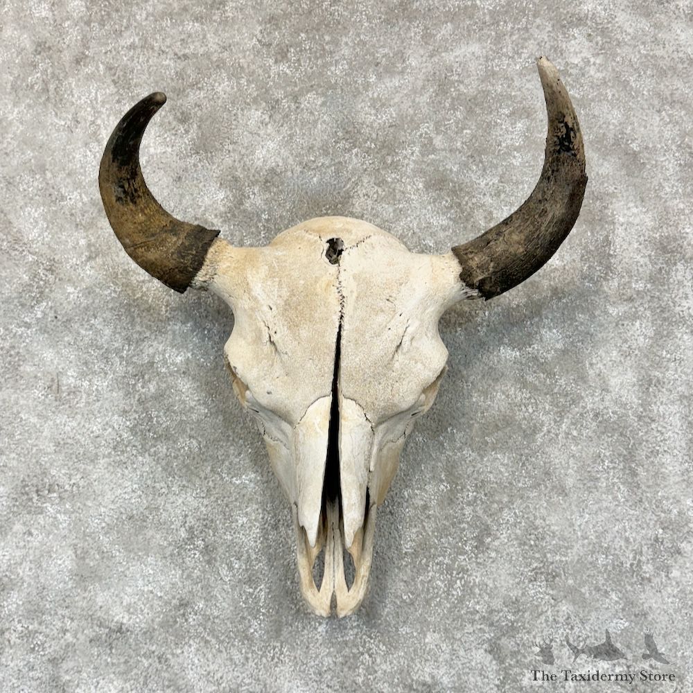 American Buffalo Bison Skull Mount For Sale #29328 @ The Taxidermy Store
