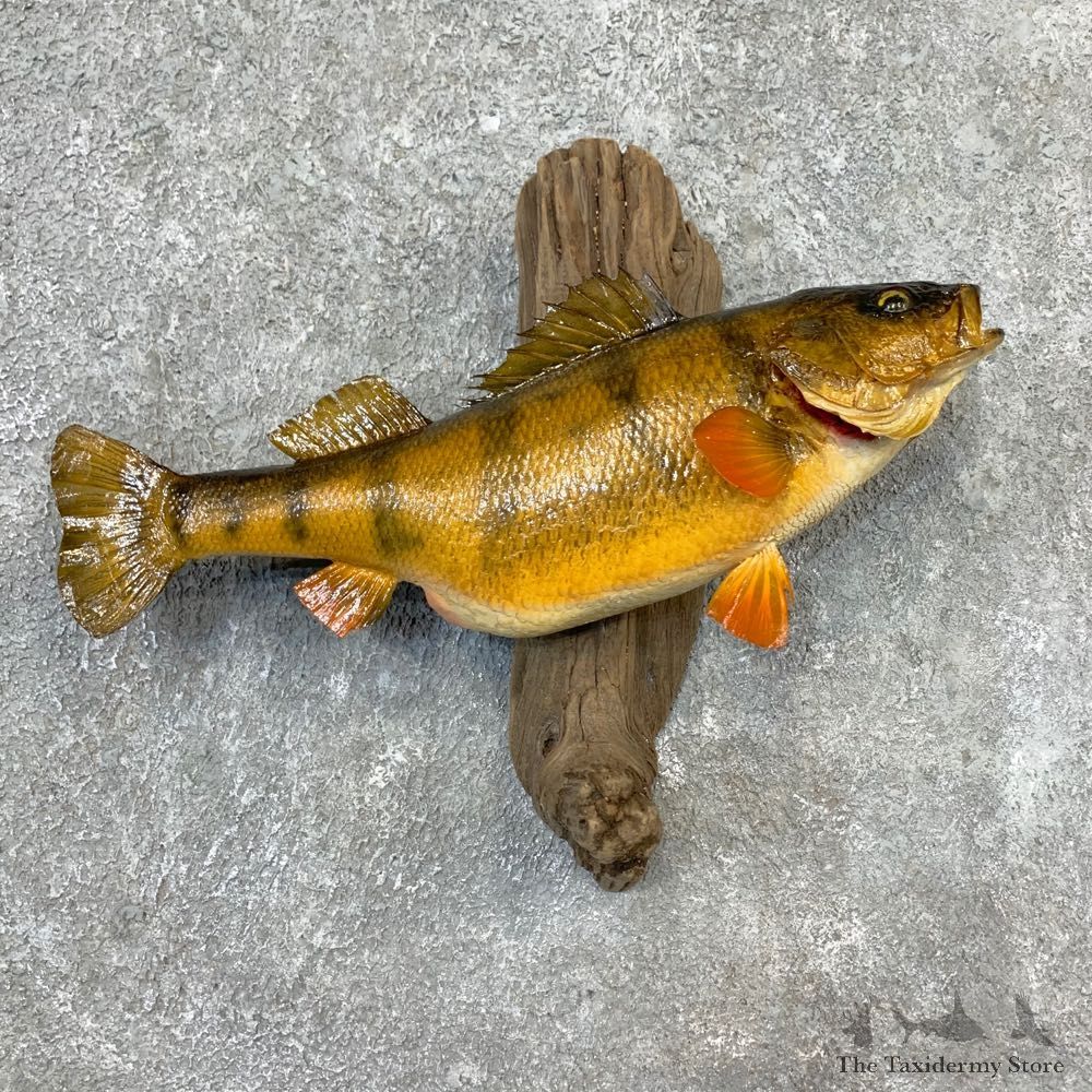 Yellow Perch Fish Mount For Sale #23267 @ The Taxidermy Store