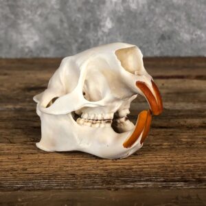Porcupine Skull Mount For Sale #19855 @ The Taxidermy Store