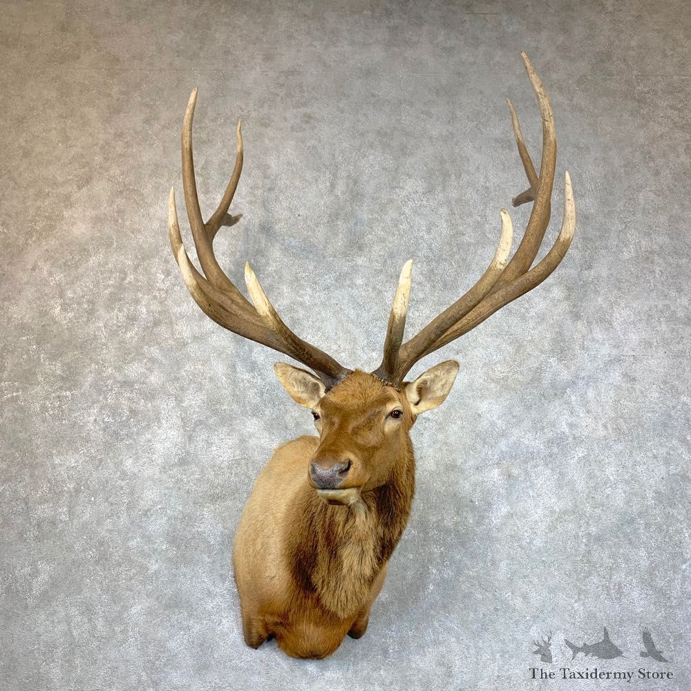 Rocky Mountain Elk Shoulder Mount For Sale #23536 @ The Taxidermy Store