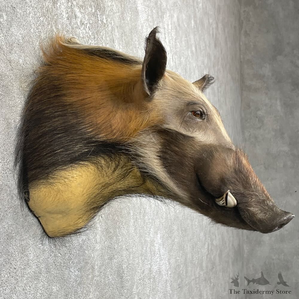 Red River Hog Shoulder Mount For Sale #27421 @ The Taxidermy Store