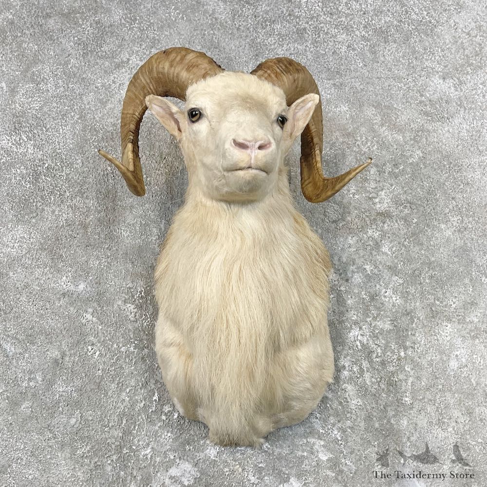 Texas Dall Sheep Mount For Sale #26814 @ The Taxidermy Store