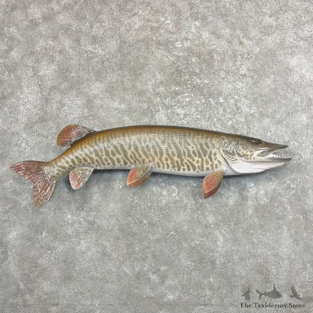 Reproduction Muskellunge Fish Mount For Sale #27679 @ The Taxidermy Store
