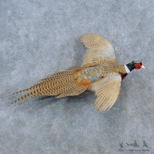 Ringneck Pheasant Bird Mount For Sale #15424 @ The Taxidermy Store