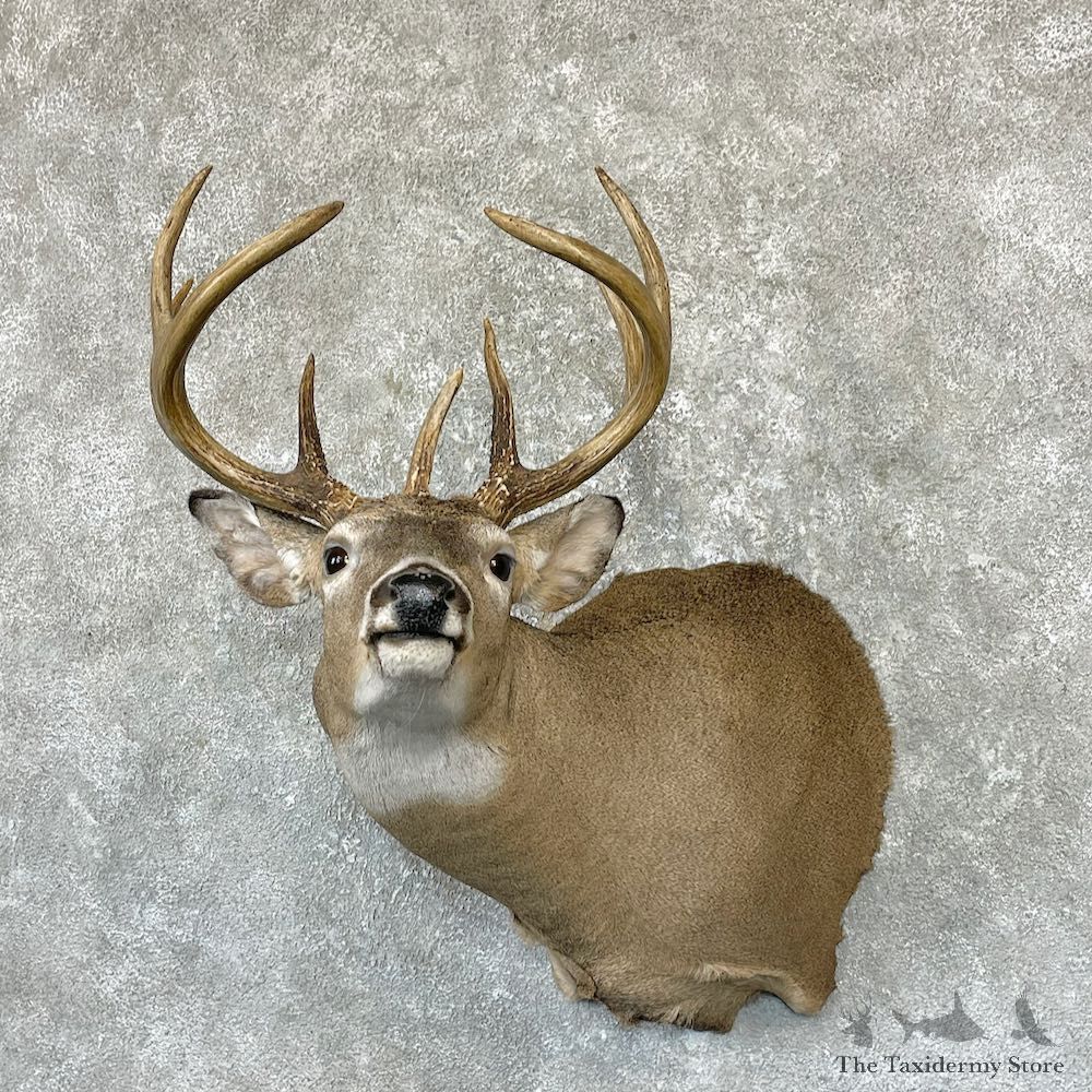 Whitetail Deer Shoulder Mount For Sale #26317 @ The Taxidermy Store