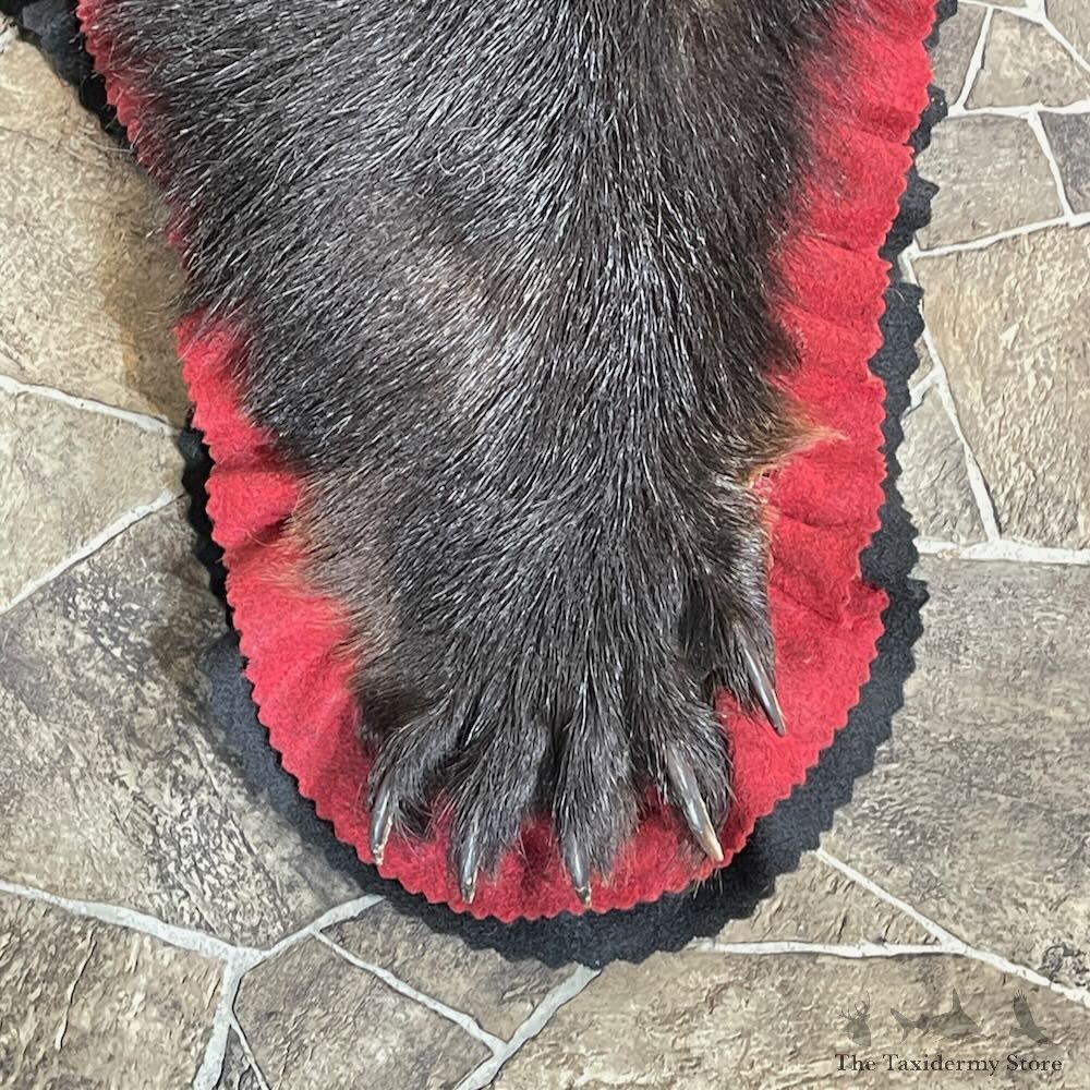 Black Bear Full-Size Rug For Sale #27848 @ The Taxidermy Store