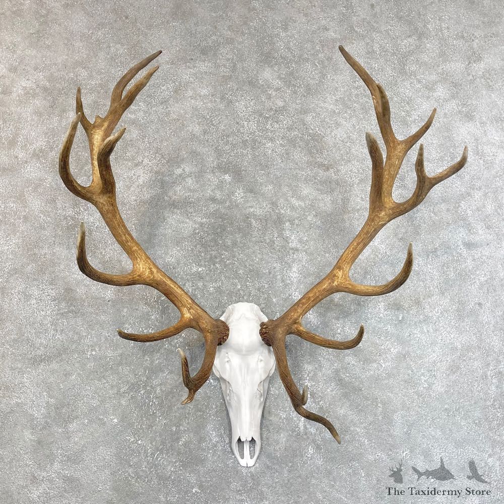 Red Deer Stag Skull European Mount For Sale #24199 @ The Taxidermy Store