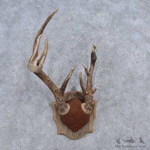 Whitetail Deer Antler Plaque Mount For Sale #15652 @ The Taxidermy Store