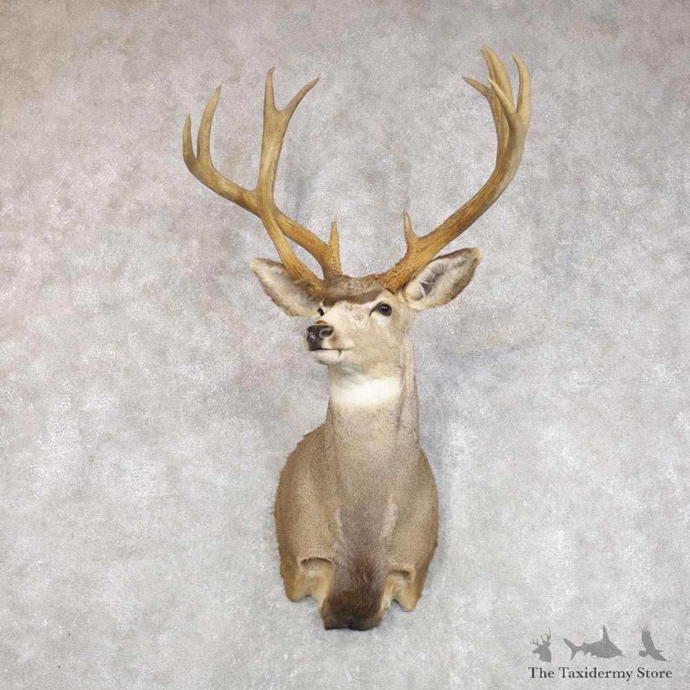 Mule Deer Taxidermy Shoulder Mount For Sale #22271 @ The Taxidermy Store