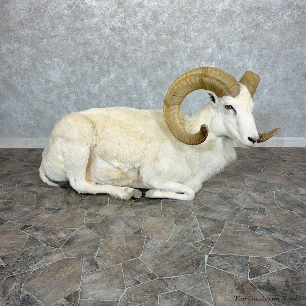 Hybrid Texas Dall Sheep Life-Size Mount For Sale #29357 @ The Taxidermy Store