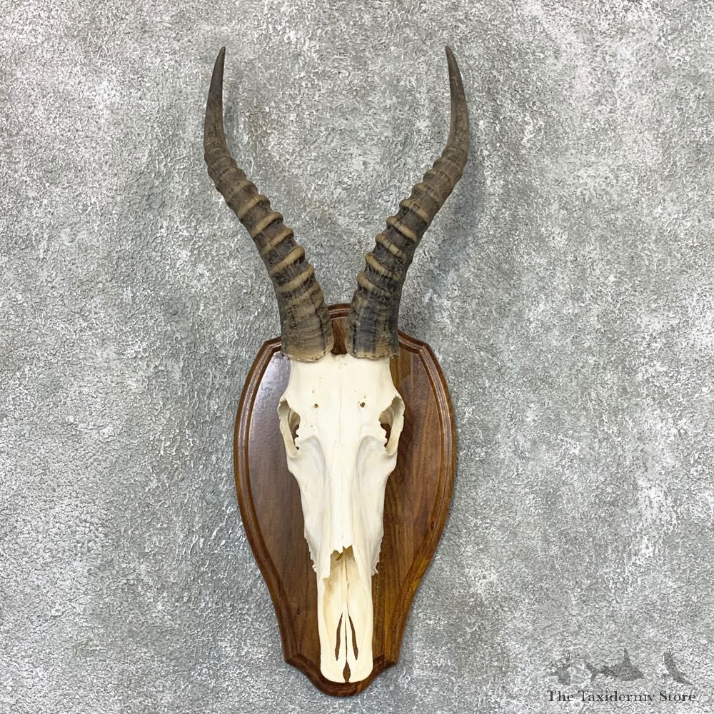 Blesbok Skull & Horn European Mount For Sale #22320 @ The Taxidermy Store
