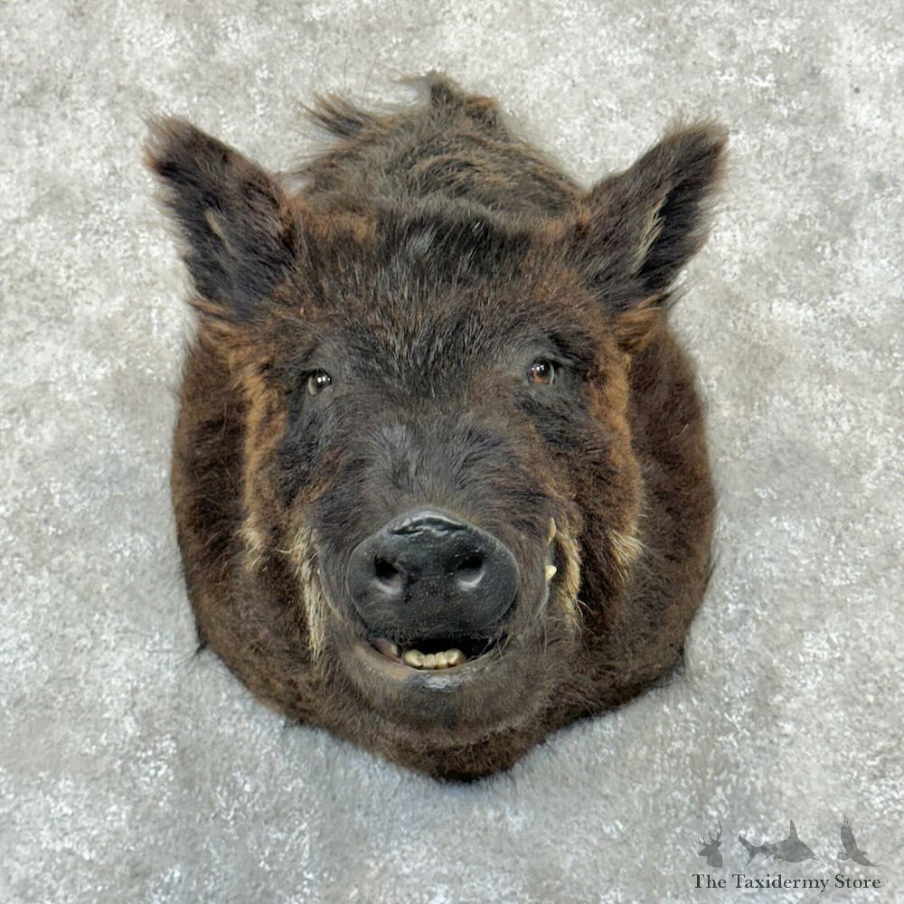 Wild Boar Shoulder Mount For Sale #29033 @ The Taxidermy Store