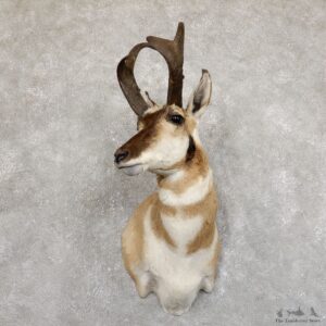 Pronghorn Taxidermy Shoulder Mount #19554 For Sale @ The Taxidermy Store