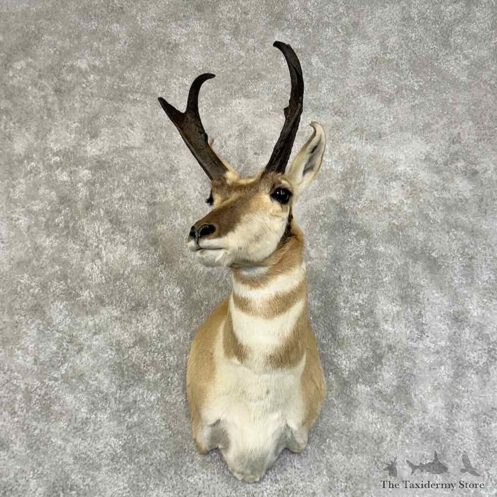 Pronghorn Antelope Shoulder Mount For Sale #31332 @ The Taxidermy Store