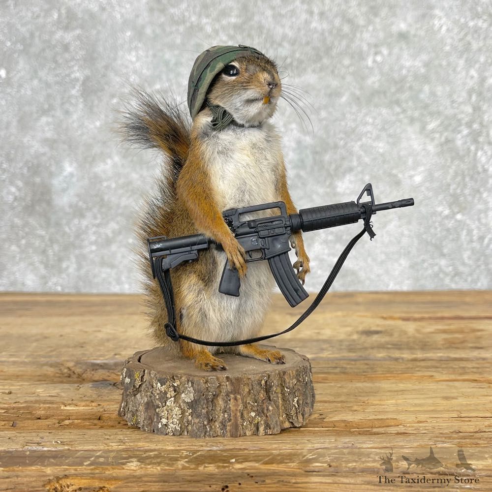 Patriot Squirrel Novelty Mount For Sale #25038 @ The Taxidermy Store