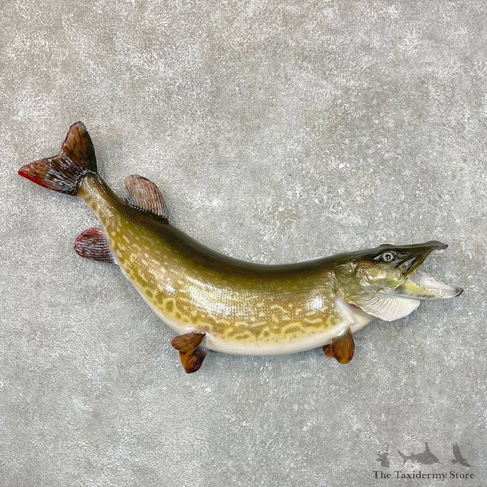 Northern Pike Fish Taxidermy Mount For Sale #24536 @ The Taxidermy Store