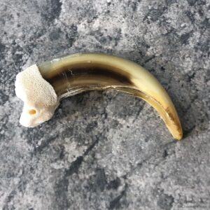 Grizzly Bear Claw For Sale #19912 @ The Taxidermy Store