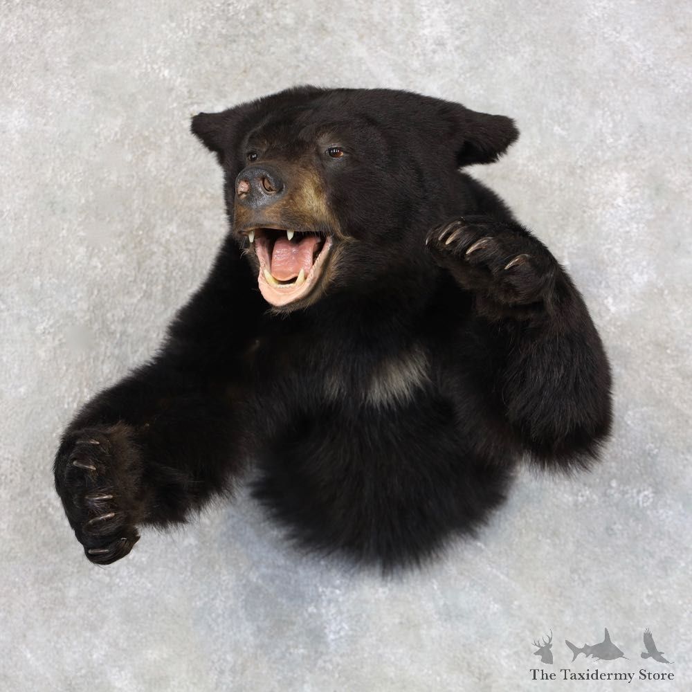 Black Bear 1/2-Life-Size Mount For Sale #22581 @ The Taxidermy Store