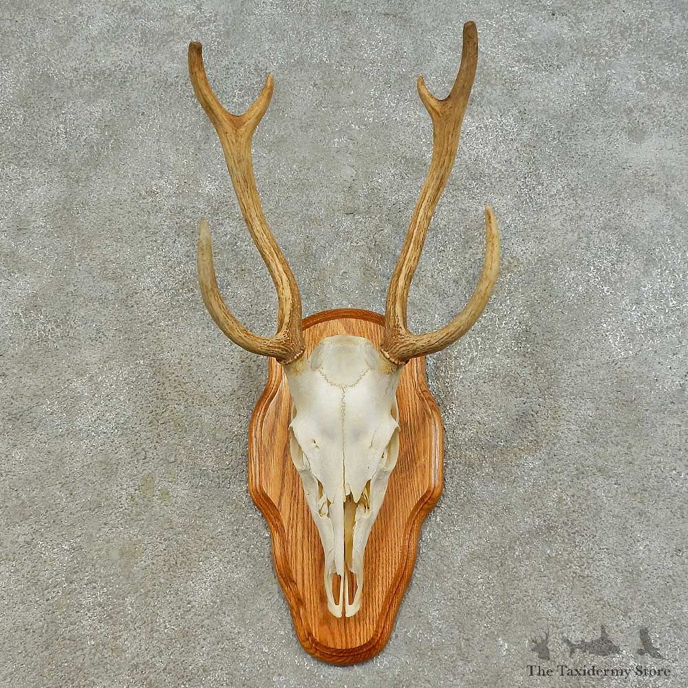 Axis Deer Skull & Horn European Mount For Sale #16371 @ The Taxidermy Store