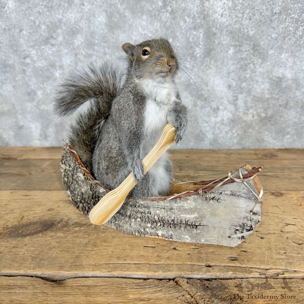 Canoe Squirrel Novelty Mount For Sale #29495 @ The Taxidermy Store