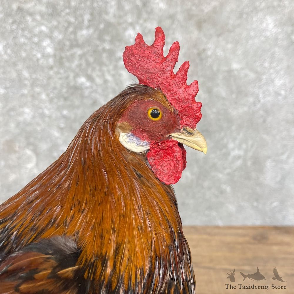 Domestic Chicken Rooster Bird Mount For Sale #26347 @ The Taxidermy Store