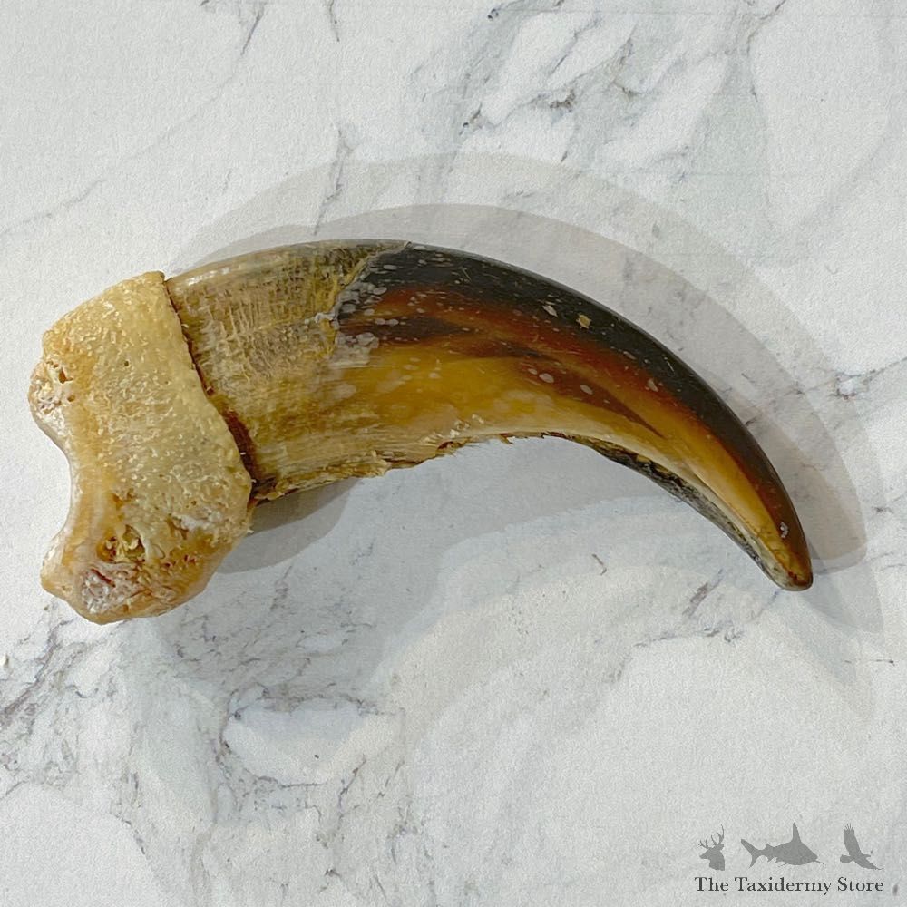 Grizzly Bear Claw For Sale #24875 - The Taxidermy Store