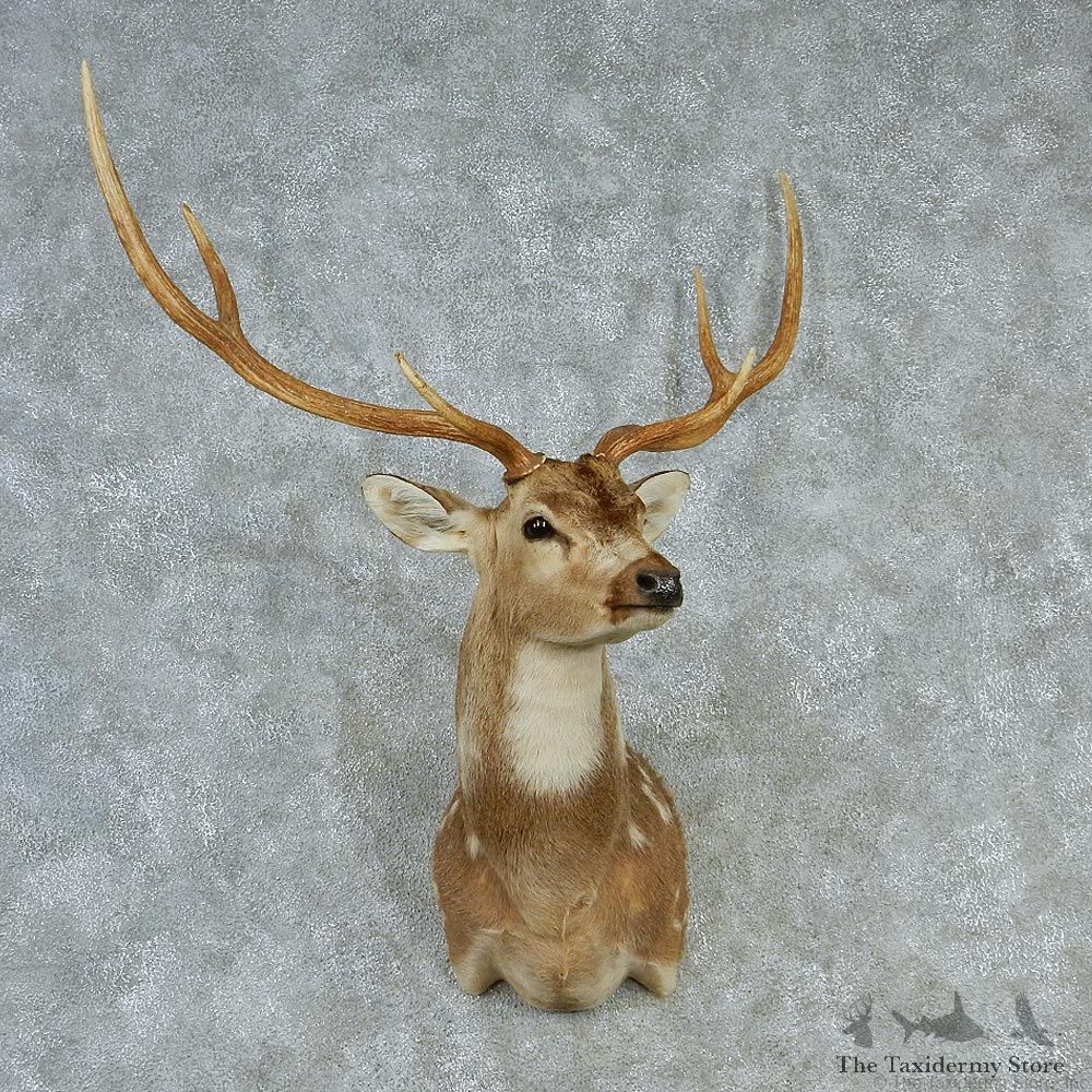 Chital-Shoulder-Taxidermy-Mount-M1-#12817-For-Sale-@-The-Taxidermy-Store.jpg