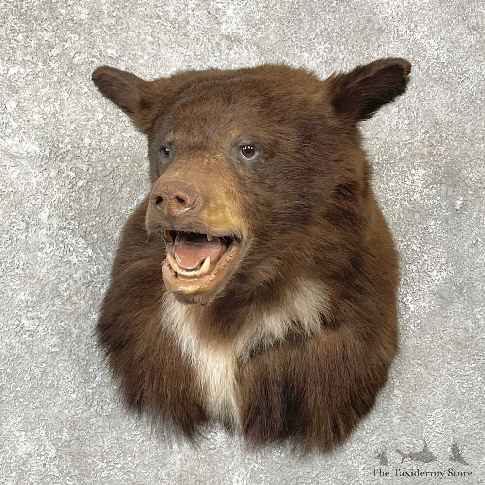 Chocolate Black Bear Shoulder Mount For Sale #24764 @ The Taxidermy Store
