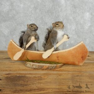 Two Novelty Canoe Grey Squirrels 18159 @The Taxidermy Store