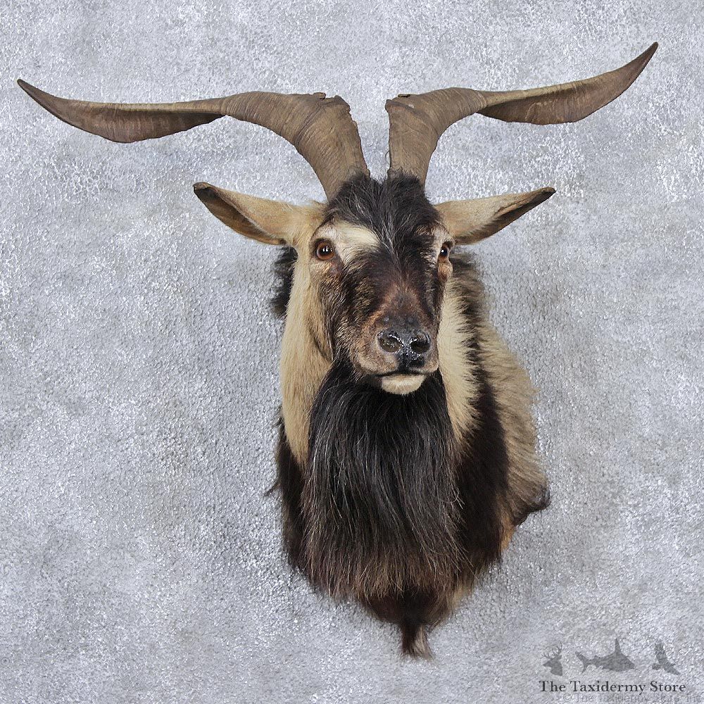 Black & Tan Catalina Goat Shoulder Taxidermy Head Mount #12521 For Sale @ The Taxidermy Store