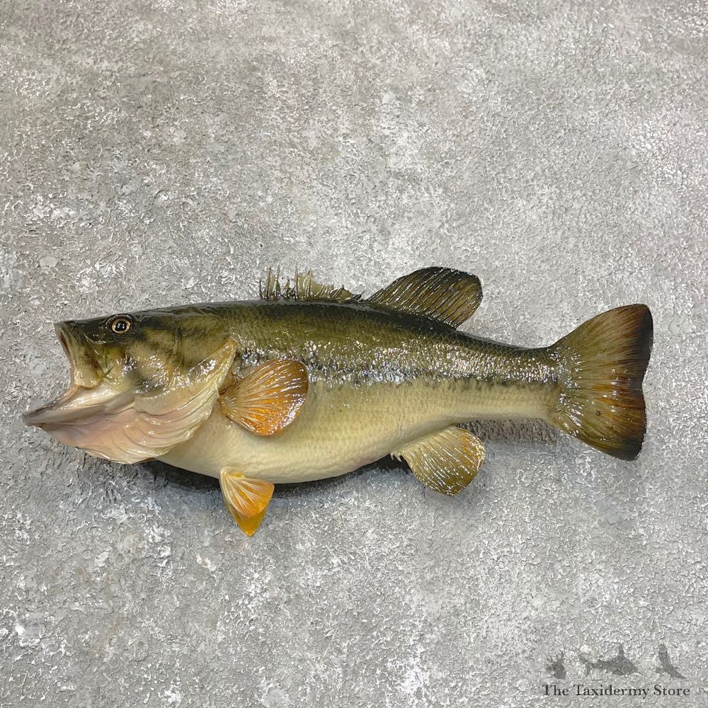Largemouth Bass Fish Mount For Sale #24105 @ The Taxidermy Store