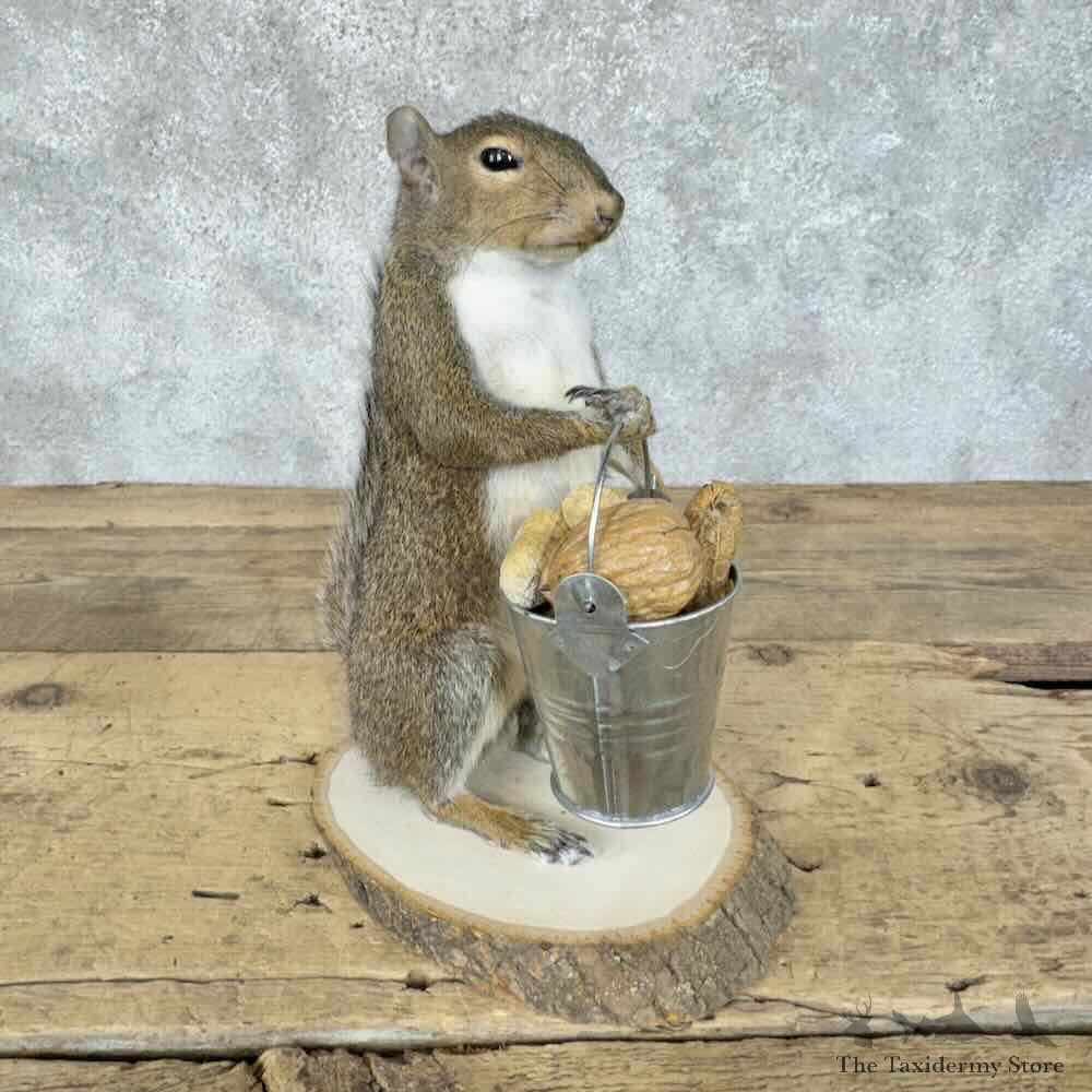 Grey Squirrel Novelty Mount For Sale #30581 @ The Taxidermy Store