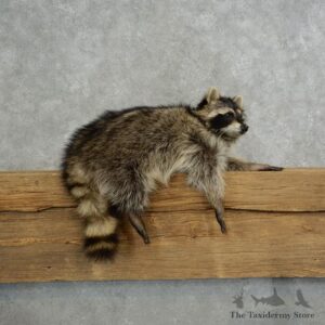 Raccoon Life-Size Mount For Sale #17117 @ The Taxidermy Store