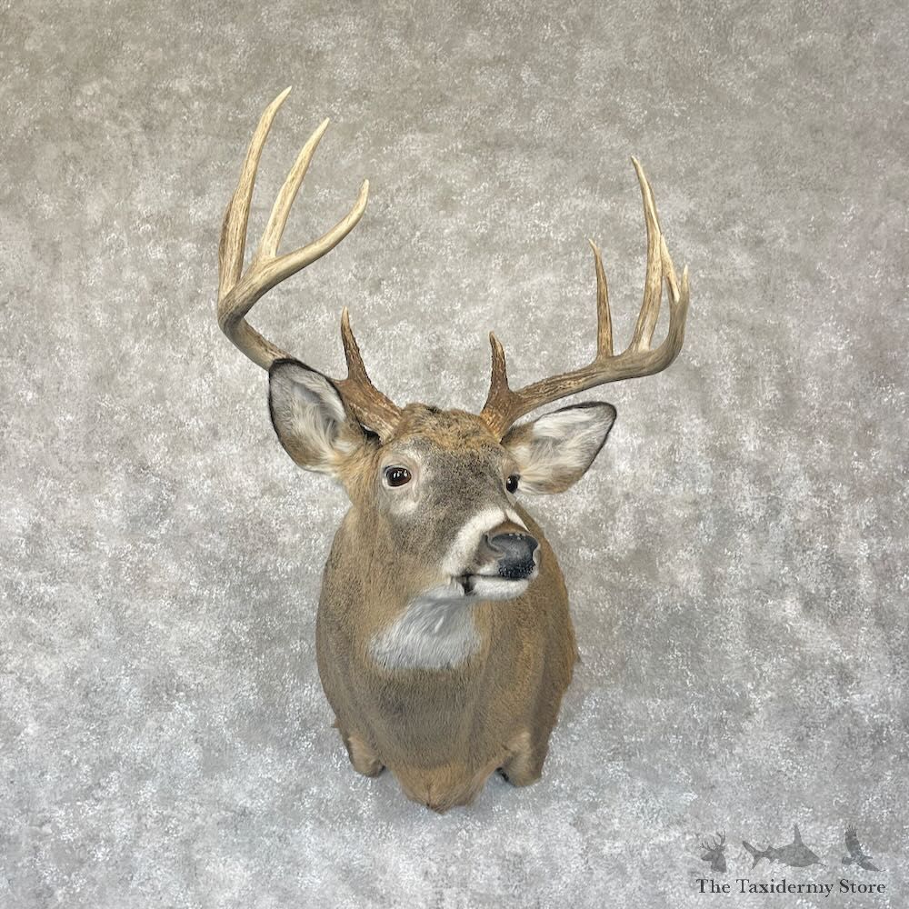 Whitetail Deer Shoulder Mount For Sale #28140 @ The Taxidermy Store