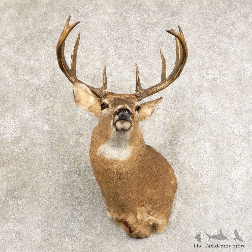 Whitetail Deer Shoulder Mount #21475 For Sale - The Taxidermy Store