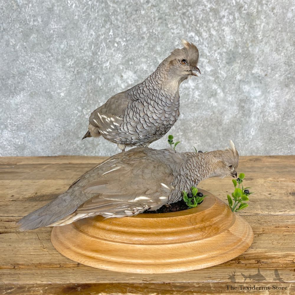 Scaled Quail Pair Taxidermy Bird Mount For Sale #27164 @ The Taxidermy Store