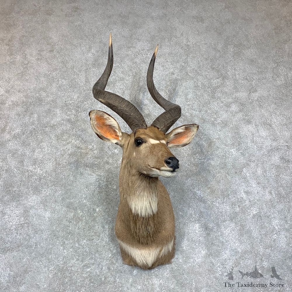 Mountain Nyala Taxidermy Shoulder Mount #22920 For Sale @ The Taxidermy Store