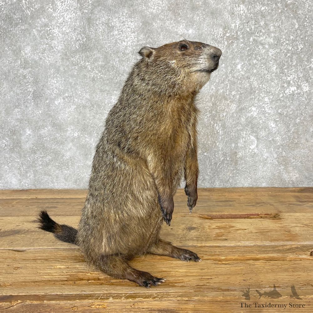 Woodchuck Life-Size Mount For Sale #25051 @ The Taxidermy Store