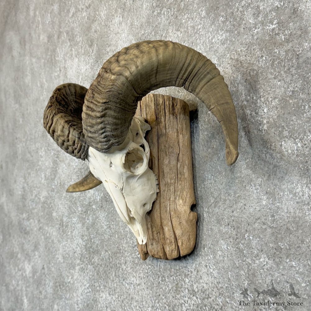 Corsican Ram Skull European Mount For Sale #29417 @ The Taxidermy Store