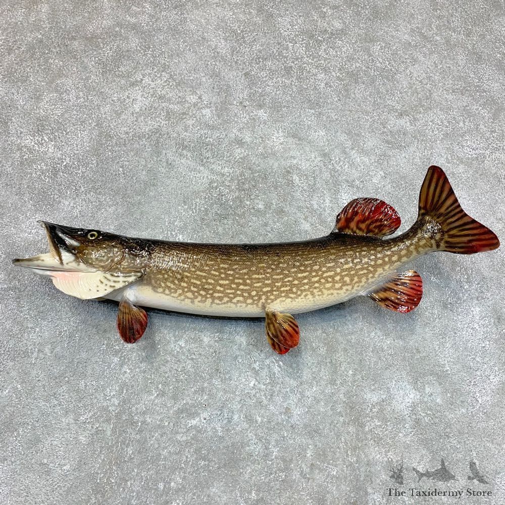 Northern Pike Fish Taxidermy Mount For Sale #22494 @ The Taxidermy Store